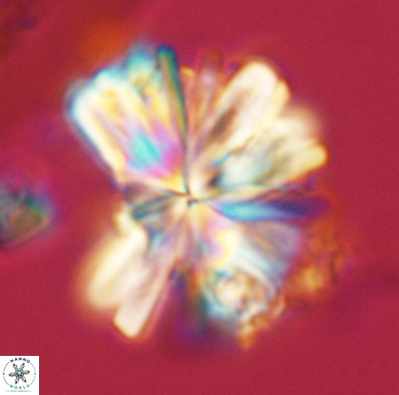 Rigaudia multiradiata VR 03490