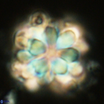 Rigaudia multiradiata VR 04727