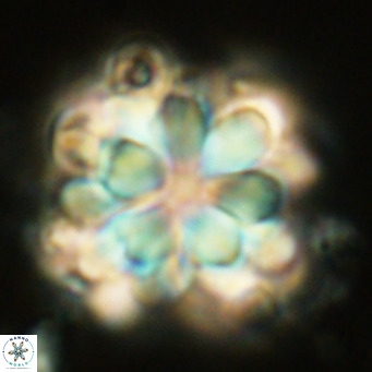 Rigaudia multiradiata VR 04727