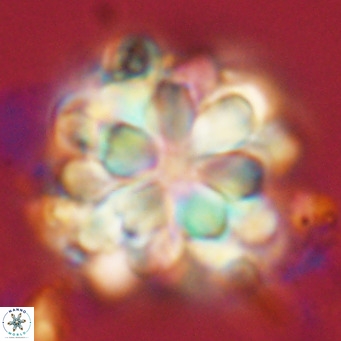 Rigaudia multiradiata VR 04728