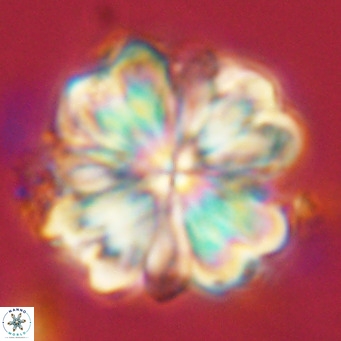 Rigaudia multiradiata VR 04729