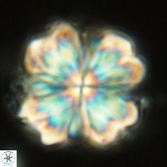 Rigaudia multiradiata VR 04730