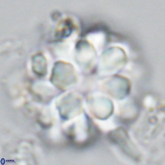 Rigaudia multiradiata VR 04731