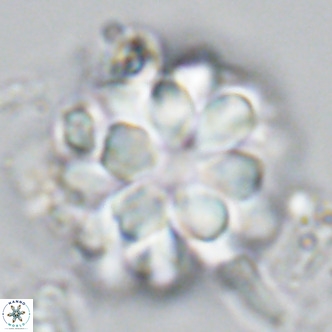 Rigaudia multiradiata VR 04731