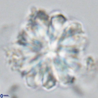 Rigaudia multiradiata VR 04732