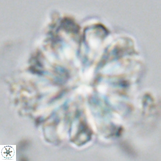 Rigaudia multiradiata VR 04732