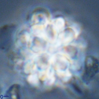 Rigaudia multiradiata VR 04733