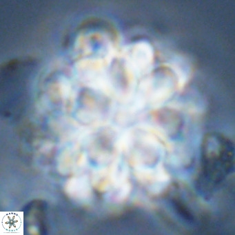 Rigaudia multiradiata VR 04733