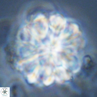 Rigaudia multiradiata VR 04734