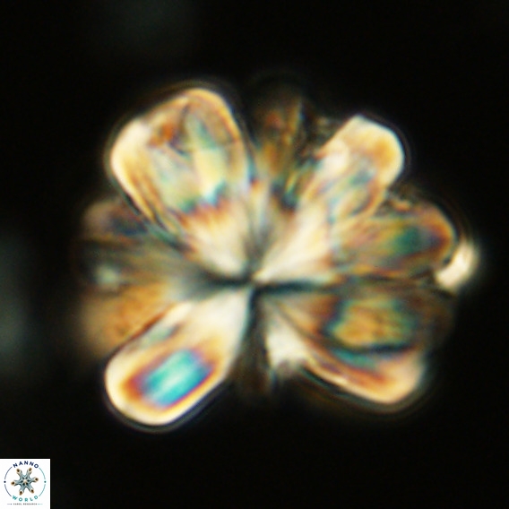 Rigaudia multiradiata VR 05039