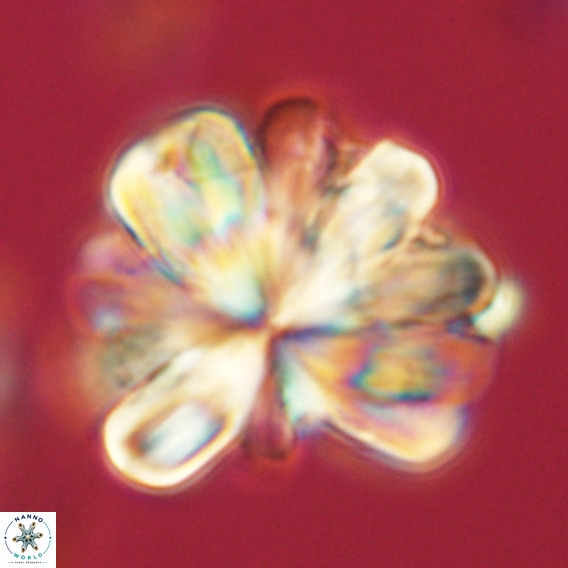 Rigaudia multiradiata VR 05040