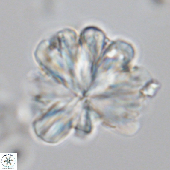 Rigaudia multiradiata VR 05041