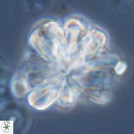Rigaudia multiradiata VR 05042