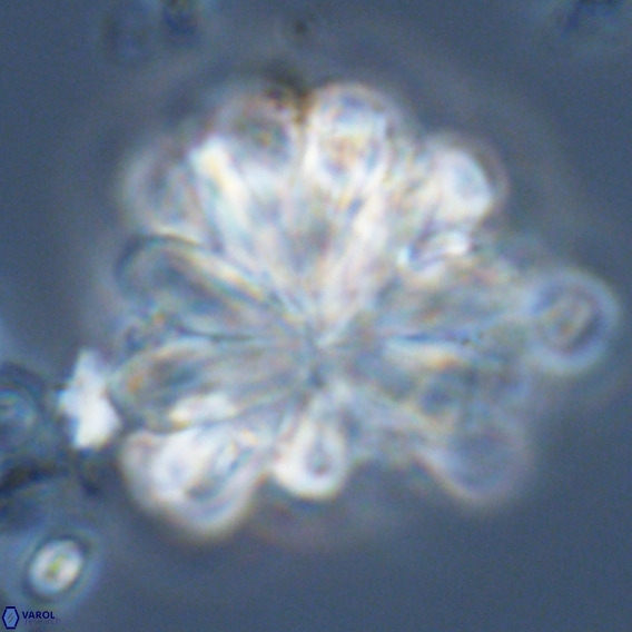 Rigaudia multiradiata VR 05043