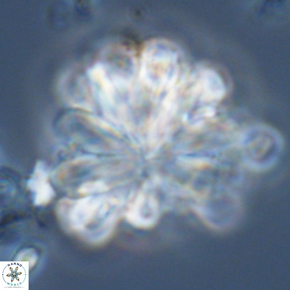 Rigaudia multiradiata VR 05043