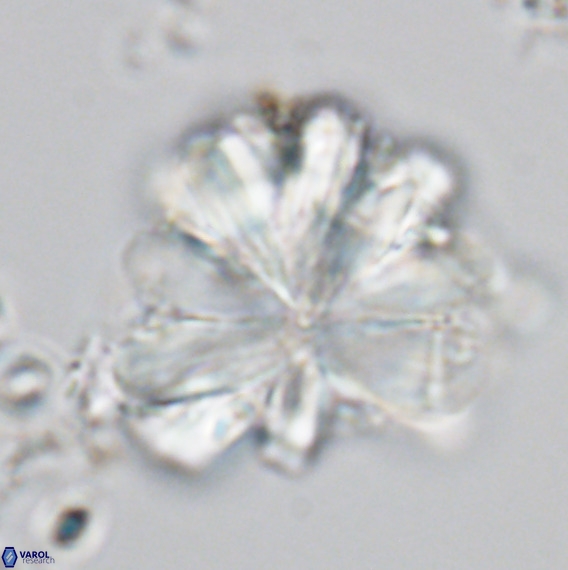 Rigaudia multiradiata VR 05044