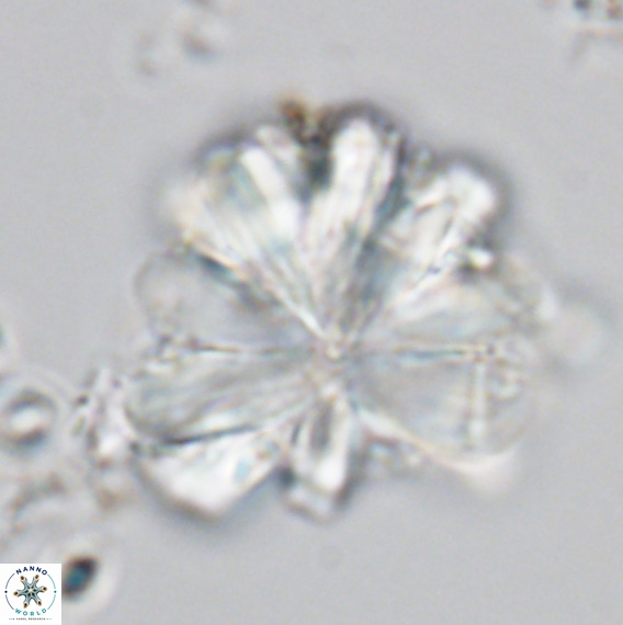 Rigaudia multiradiata VR 05044