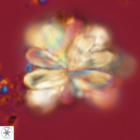 Rigaudia multiradiata VR 05045