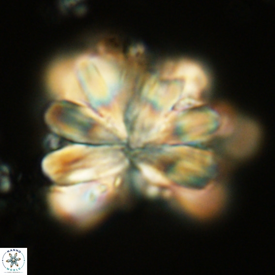 Rigaudia multiradiata VR 05048