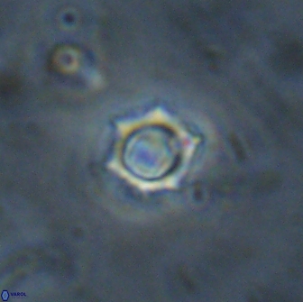 Rotelapillus tesserisbares 14889