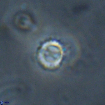 Rotelapillus tesserisbares 14890