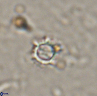 Rotelapillus tesserisbares 14892
