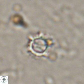 Rotelapillus tesserisbares 14892