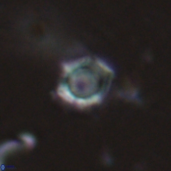 Rotelapillus tesserisbares 14895