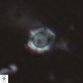 Rotelapillus tesserisbares 14895