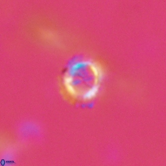 Rotelapillus tesserisbares 14897