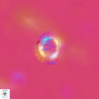 Rotelapillus tesserisbares 14897