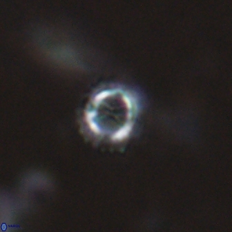 Rotelapillus tesserisbares 14899