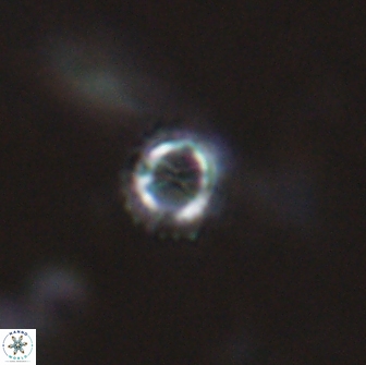 Rotelapillus tesserisbares 14899