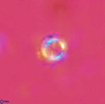 Rotelapillus tesserisbares 14900