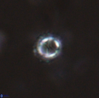 Rotelapillus tesserisbares 14901