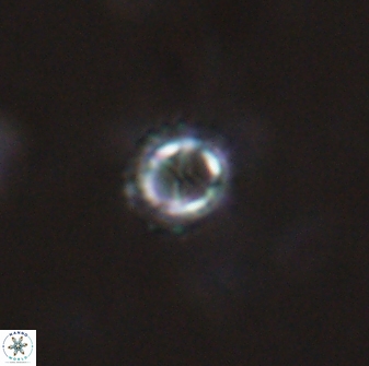 Rotelapillus tesserisbares 14901