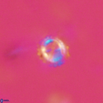 Rotelapillus tesserisbares 14902