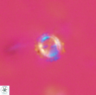 Rotelapillus tesserisbares 14902