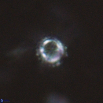 Rotelapillus tesserisbares 14903