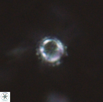 Rotelapillus tesserisbares 14903