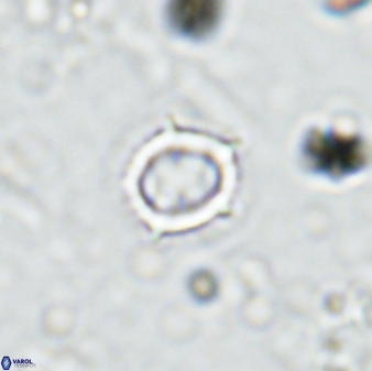 Rotelapillus tesserisbares 35848