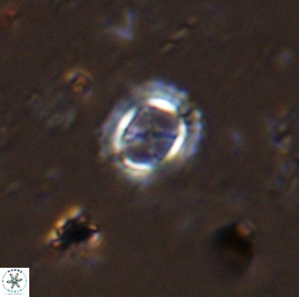 Rotelapillus tesserisbares 35854