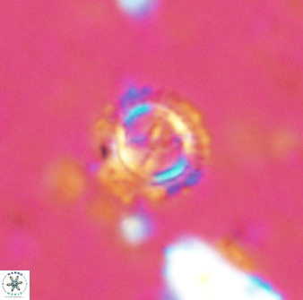 Rotelapillus tesserisbares 38313