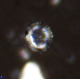Rotelapillus tesserisbares 38310