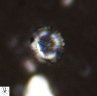 Rotelapillus tesserisbares 38310