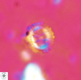 Rotelapillus tesserisbares 38311