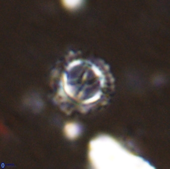 Rotelapillus tesserisbares 38312