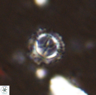 Rotelapillus tesserisbares 38312