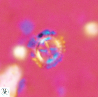 Rotelapillus tesserisbares 38314