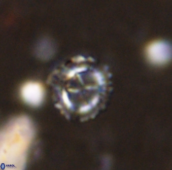 Rotelapillus tesserisbares 38315